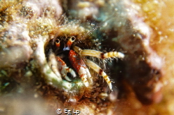 Calcinus tubularis (hermit crab) hiding in a small hole a... by E&e Lp 